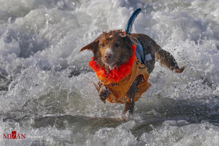 مسابقه موج سواری سگ‌ها