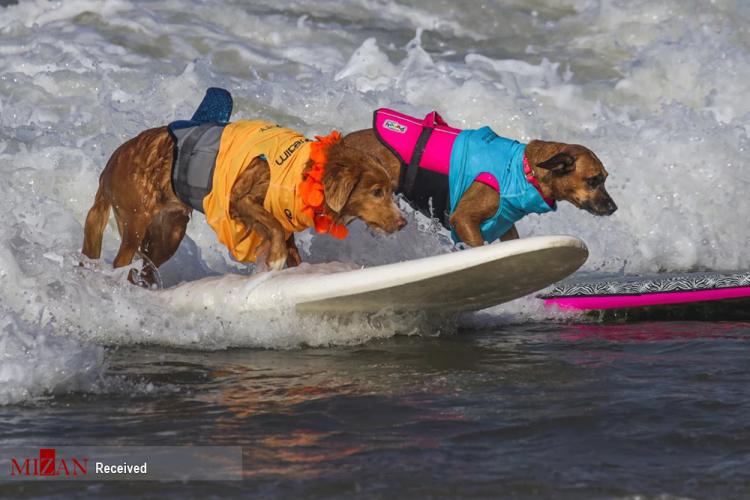 مسابقه موج سواری سگ‌ها