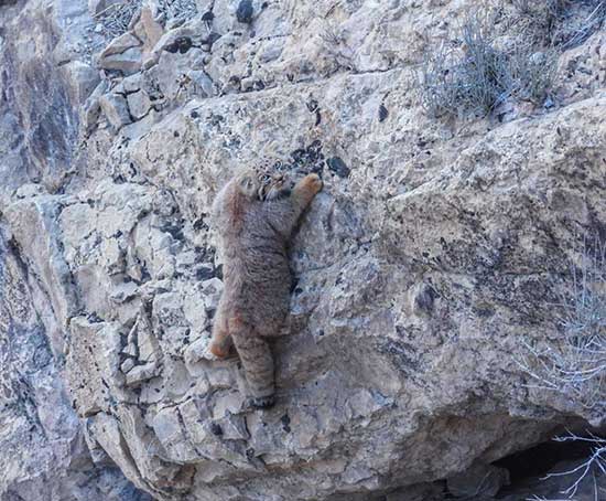 تصویری زیبا از گربه پالاس در کوه‌های اطراف بجنورد