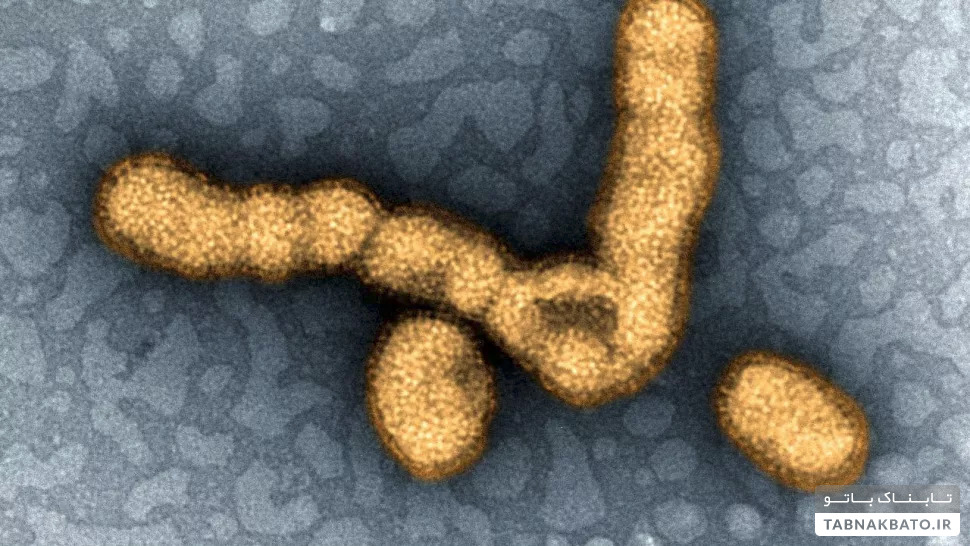 کشنده‌ترین ویروس‌های تاریخ بشر