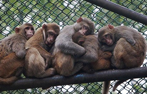 اقدام جنجالی و عجیب یک باغ وحش در چین