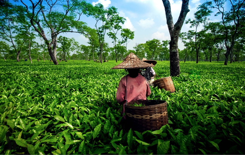بزرگترین تولیدکنندگان چای جهان در سال ۲۰۲۱