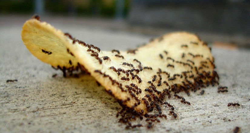 نحوه خلاص شدن از شر مورچه در آپارتمان