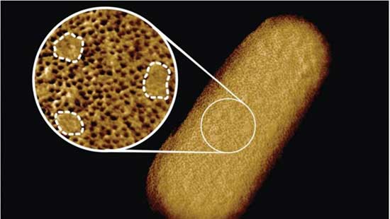 واضح‌ترین تصویر از باکتری‌های زنده ثبت شد