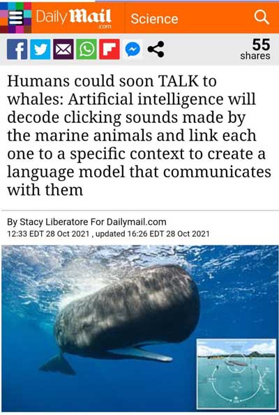 انسان به زودی با نهنگ صحبت می‌کند!
