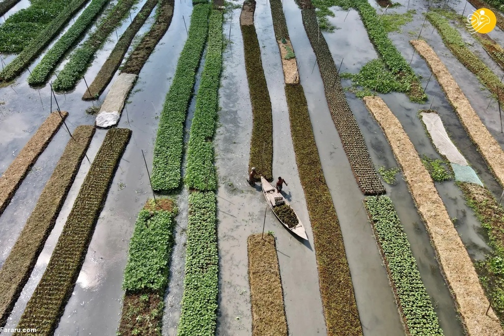 مزارع کشاورزی شناور در بنگلادش + عکس