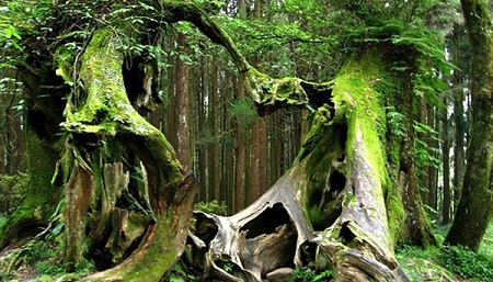 جنگل هویا مخوف ترین و ترسناک ترین جنگل در کشور رومانی