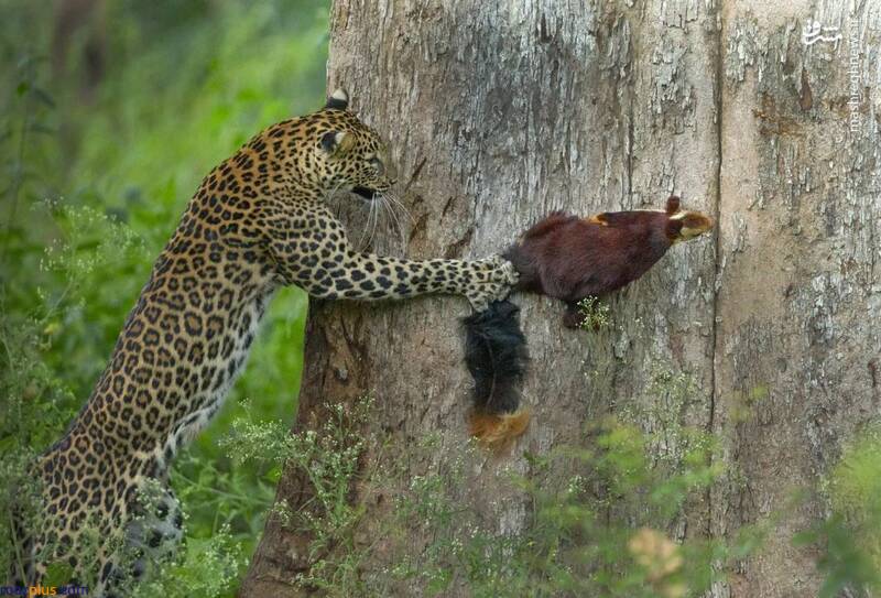 شکار یک دستی یوزپلنگ