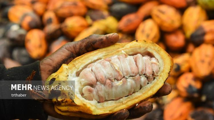 برداشت کاکائو در کامرون