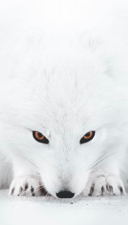 روباه ایسلندی از نمای خیلی نزدیک