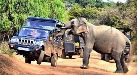 حمله فیل خشمگین به خودروی گردشگران
