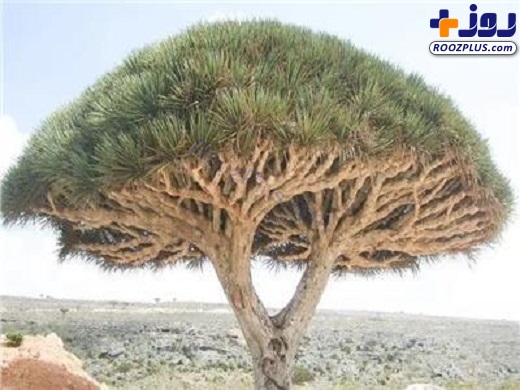 درختی ۵۰ میلیون ساله در یمن که از آن خون می چکد