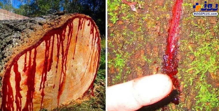 درختی ۵۰ میلیون ساله در یمن که از آن خون می چکد