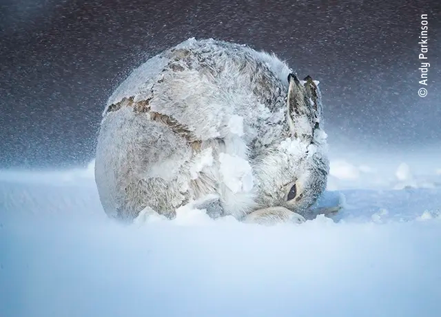 راهکار جالب خرگوش کوهستانی در برف و سرما