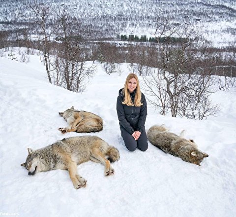 دوستی عجیب یک زن با گرگ‌ها