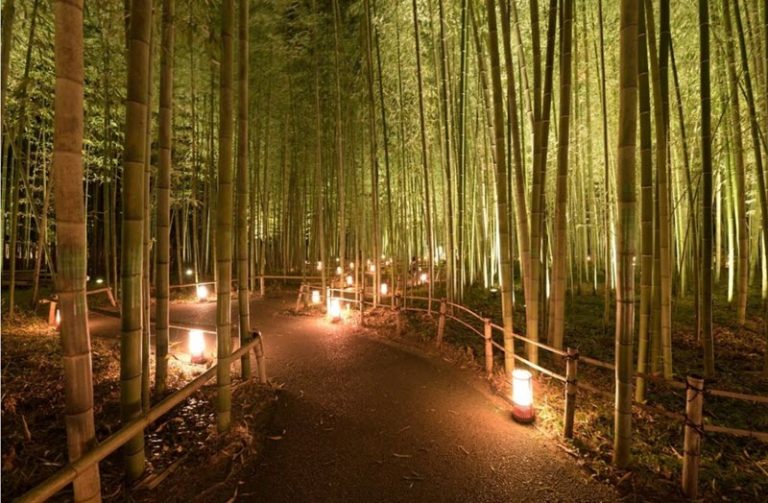 جنگل تاریخی بامبوی کیوتو با فانوس‌ها و نورافکن‌ها زیبایی دوچندانی پیدا می‌کند