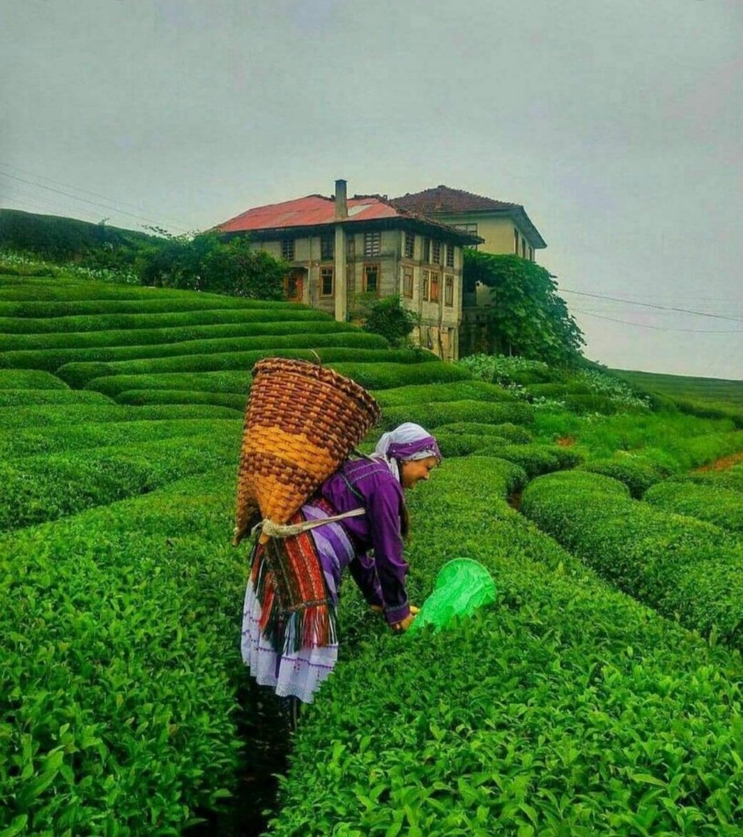 مزارع سرسبز چای لاهیجان در استان گیلان