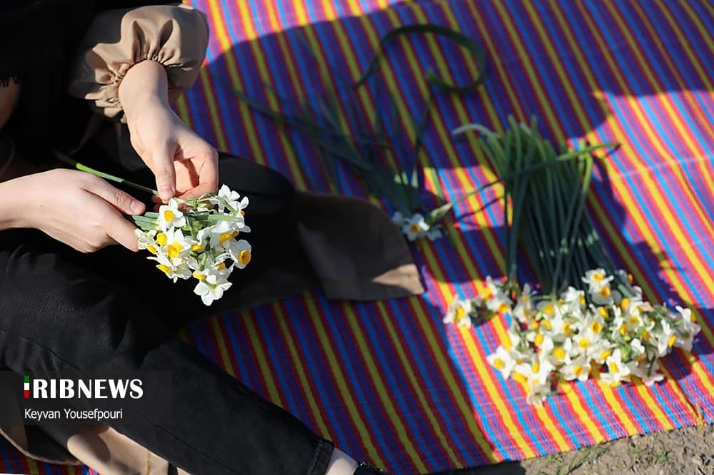 جشنواره گل نرگس در جویبار