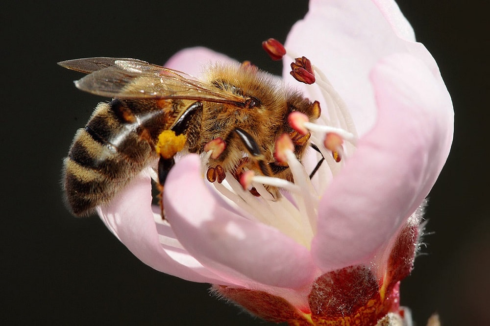 حقه‌ زنبورها برای گل‌دهی گیاهان، دانشمندان را گیج کرده است