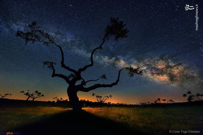 کهکشان راه شیری بر فراز یک درخت بلوط