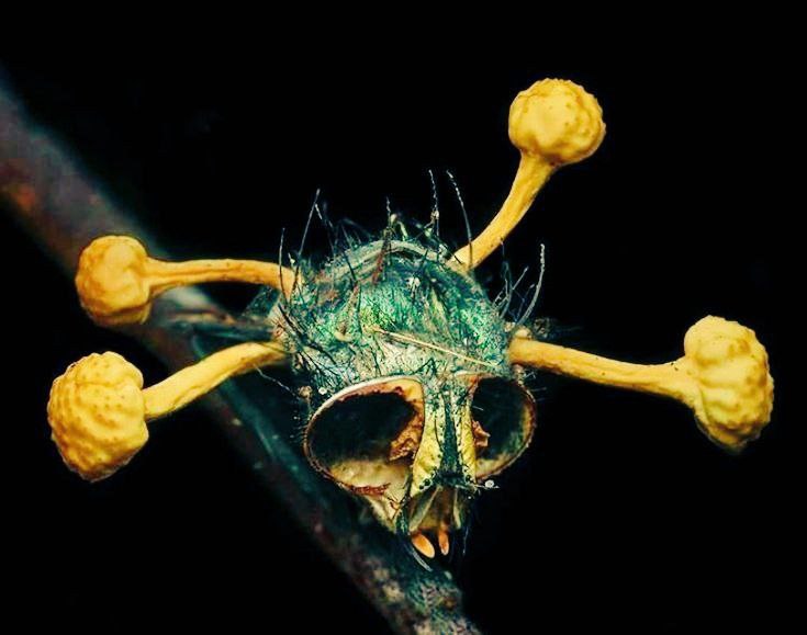 قارچ ترسناکی که حشرات را زامبی می‌کند