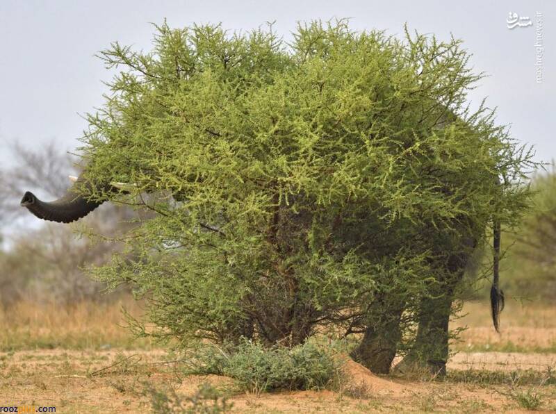 عکسی جالب از استتار یک فیل