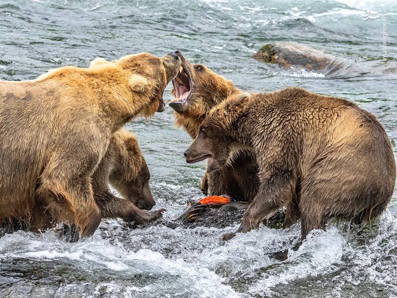نبرد دو خرس بر سر شکار