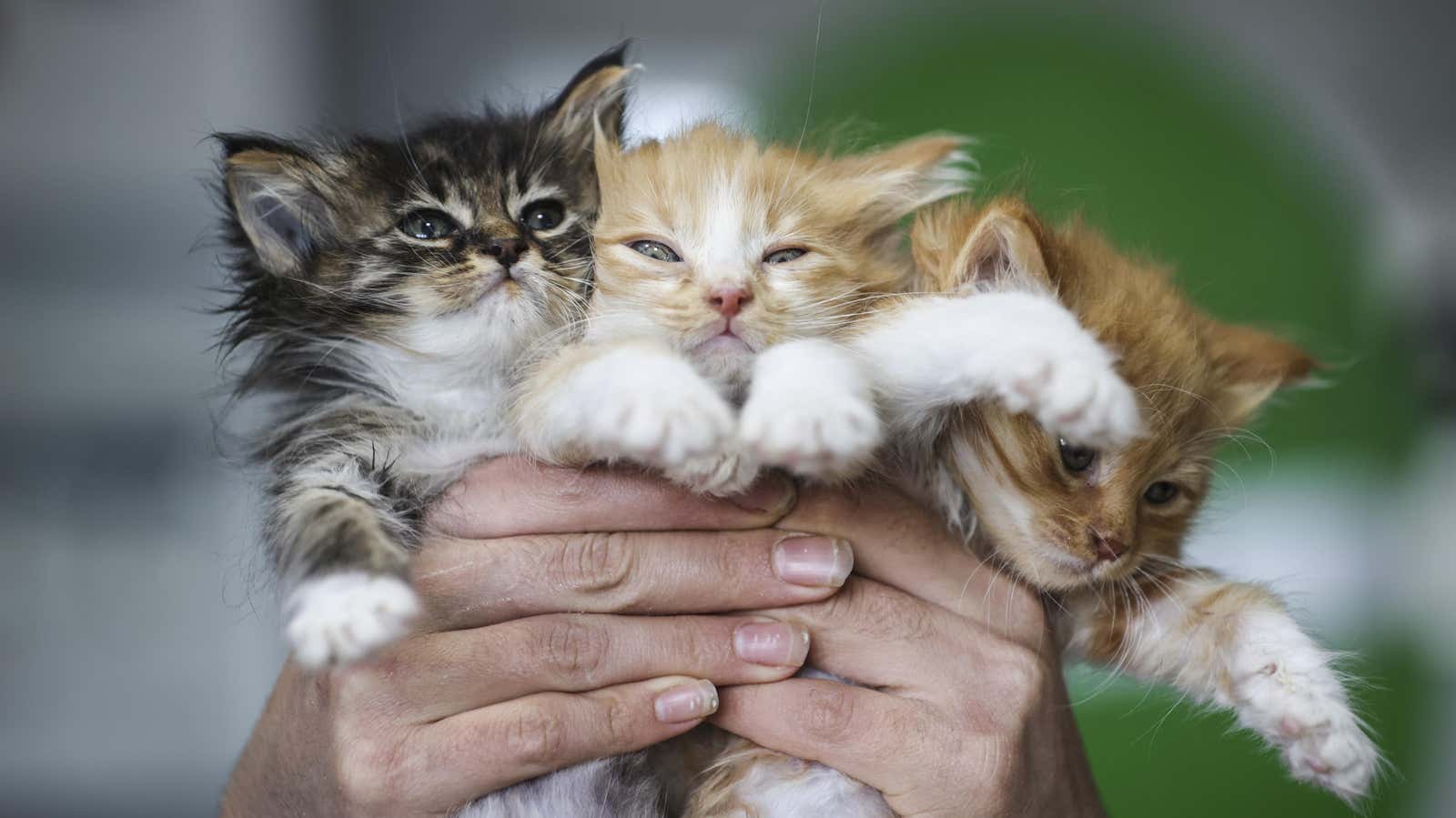 دانشمندان به زودی با فناوری ویرایش ژن CRISPR، گربه‌هایی خواهند ساخت که آلرژی برنمی‌انگیزند