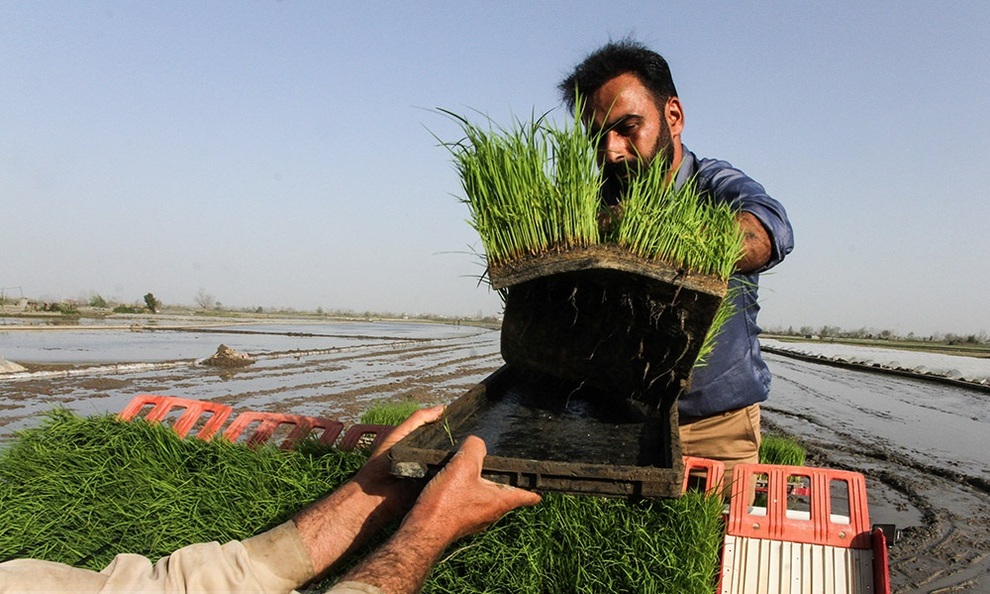 نخستین کشت مکانیزه برنج کشور