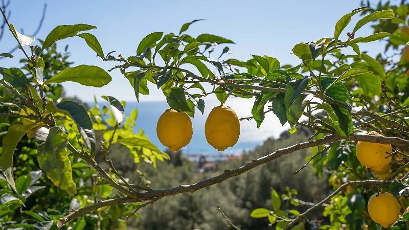 جشنواره لیموی فرانسه (عکس)/ مقامات به دنبال احیای صنعت لیمو کاری