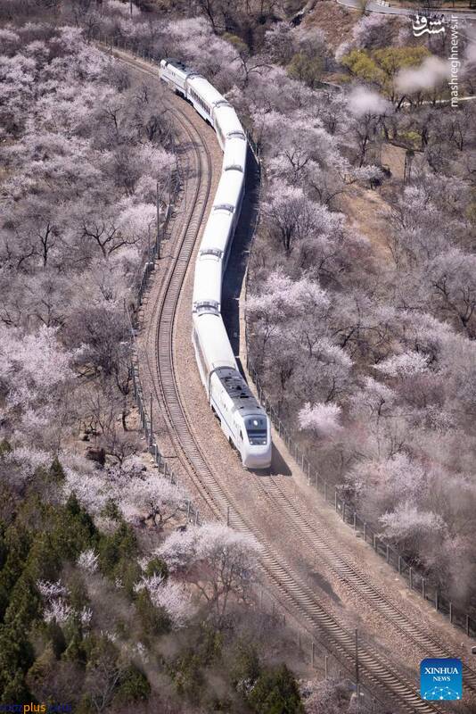 عبور قطار از میان شکوفه‌های بهاری