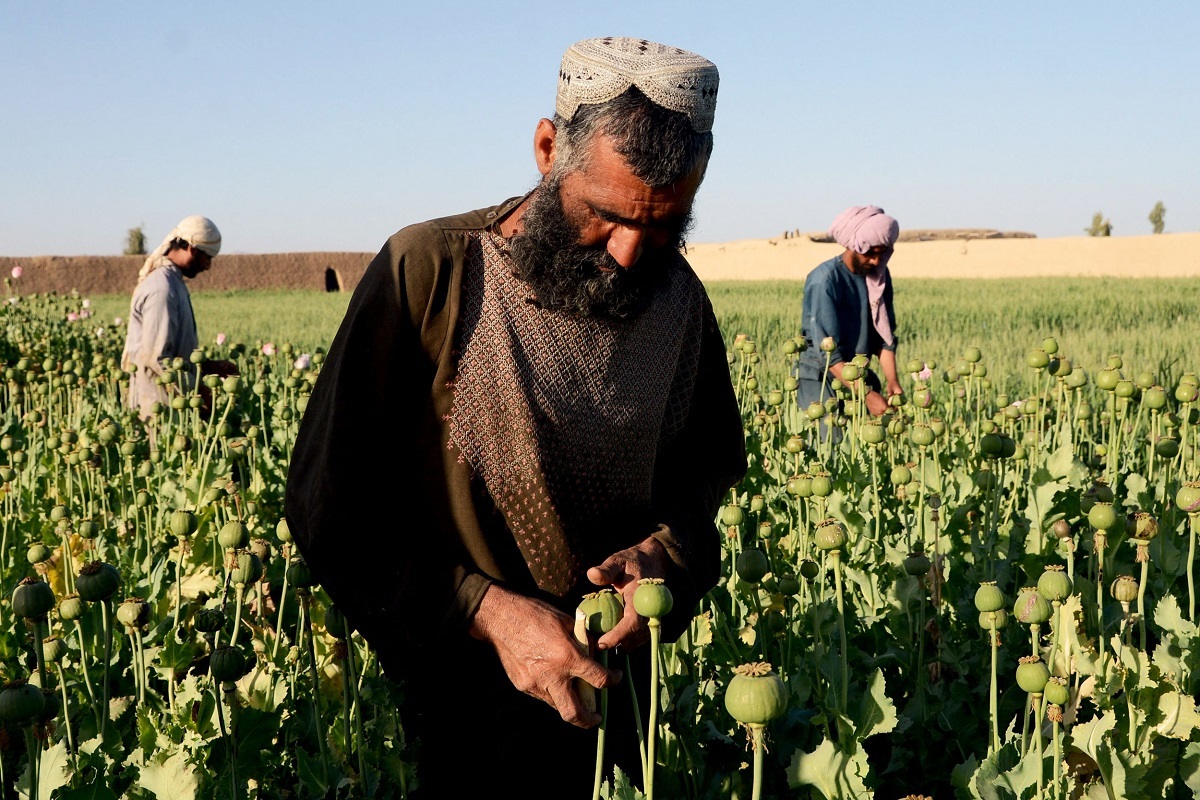 معمای فرمان منع کشت خشخاش در افغانستان