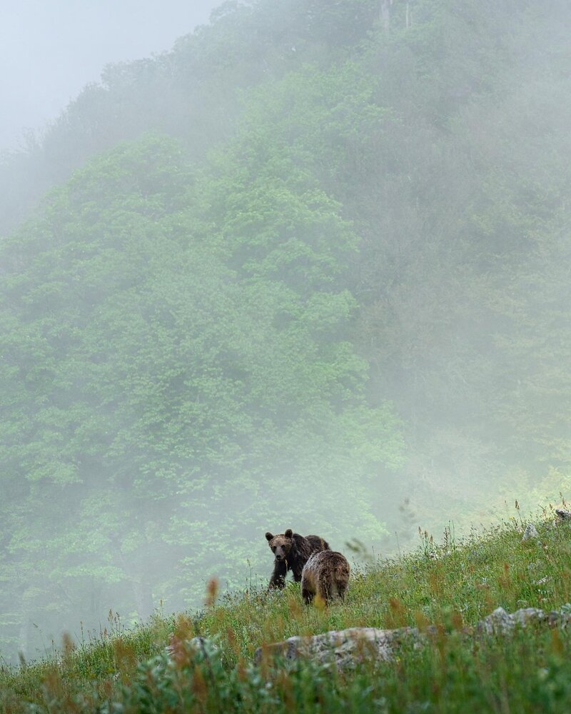 بازیگوشی دو توله خرس در ارتفاعات مازندران
