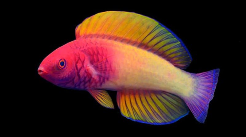 دانشمندان گونه جدیدی از ماهی‌های رنگین کمانی را در مالدیو کشف کردند