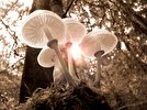 قارچ‌ها با واژگان ۵۰ کلمه‌ای با هم صحبت می‌کنند!