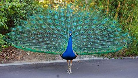 چرخاندن طاووس در خیابان‌های نیویورک!