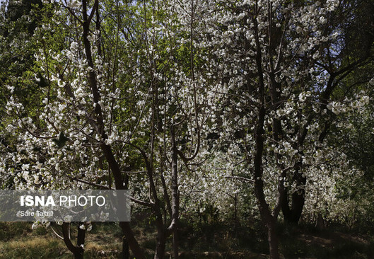 شکوفه‌های بهاری-کرمان