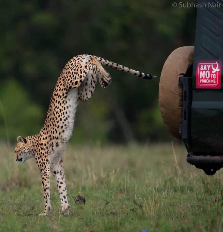 تصویری جالب از لگد زدن چیتا به ماشین توریست ها