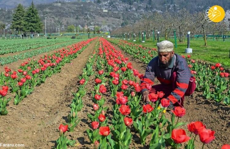افتتاح بزرگ‌ترین باغ گل لاله آسیا