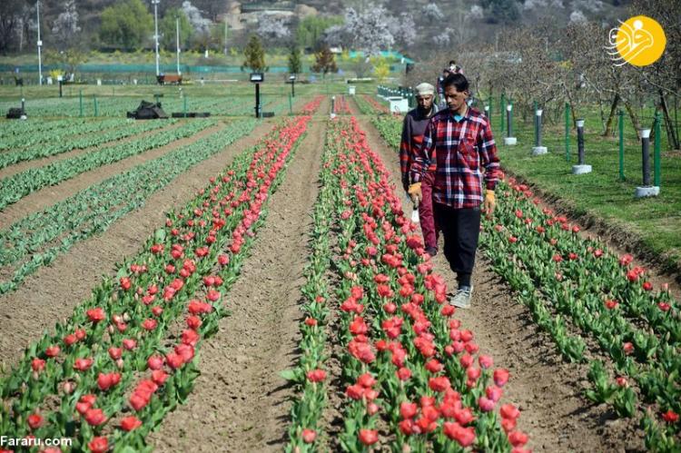 افتتاح بزرگ‌ترین باغ گل لاله آسیا