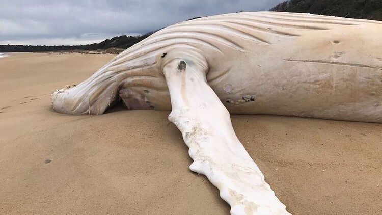 ۱۰ لاشۀ حیرت‌انگیز که اخیرا در سواحل پیدا شدند!(برترین ها)