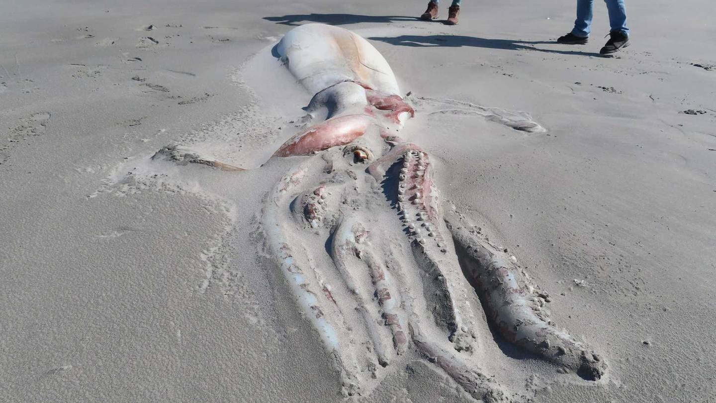 ۱۰ لاشۀ حیرت‌انگیز که اخیرا در سواحل پیدا شدند!(برترین ها)