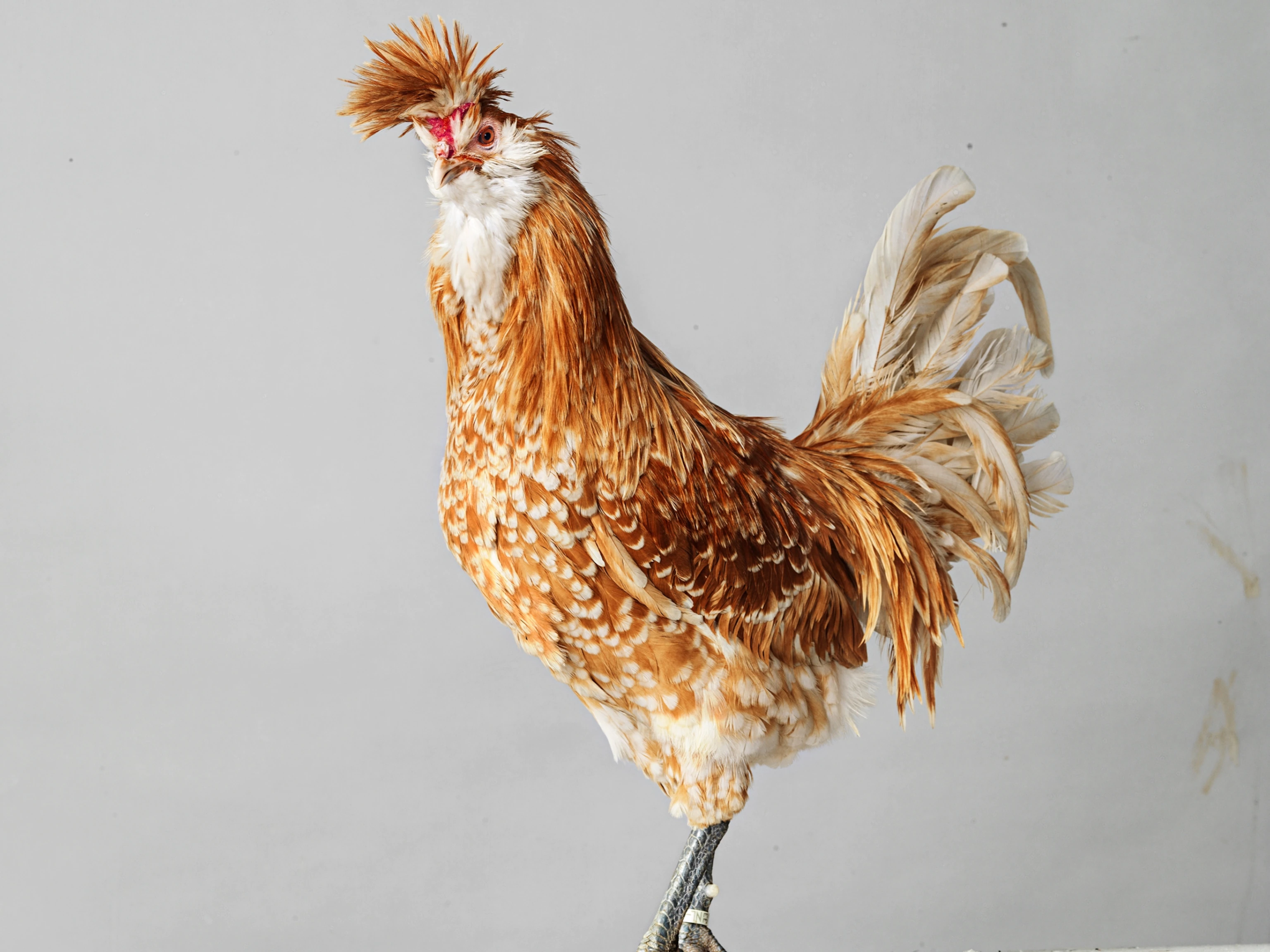 پرتره‌های جالب عکاس هلندی از مرغ و خروس‌ها!(فرادید)