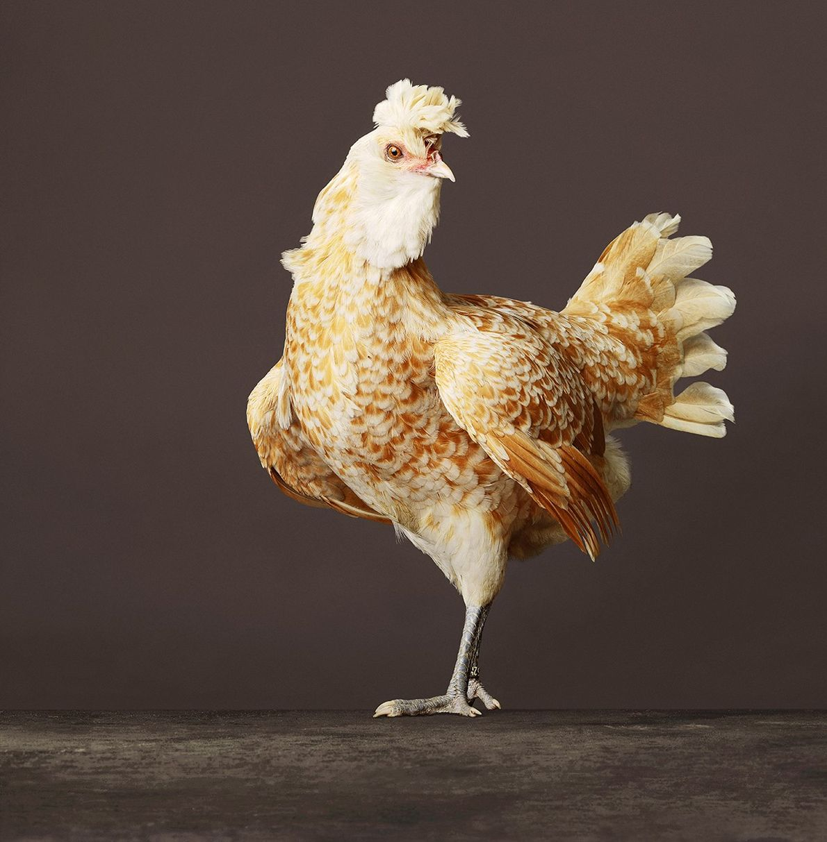 پرتره‌های جالب عکاس هلندی از مرغ و خروس‌ها!(فرادید)