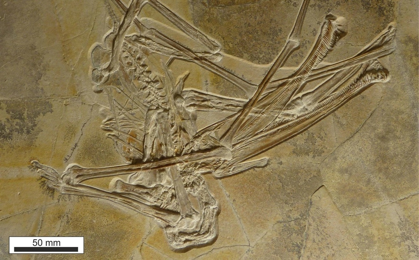 کشف فسیل یک دایناسور عجیب با ۴۰۰ دندان قلاب‌دار(فرادید)