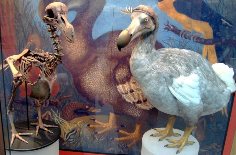 یک شرکت زیست‌فناوری میلیارد دلاری قصد دارد پرنده «دودو» Dodo را به زندگی بازگرداند!