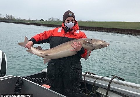 روش ماهیگیری خطرناک و عجیب برای صید ماهی های بزرگ