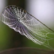 توانایی عنکبوت در بازسازی مقعد