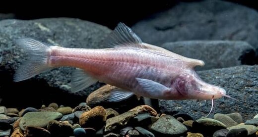 این ماهی کور ترسناک در آب‌های چین ساکن است