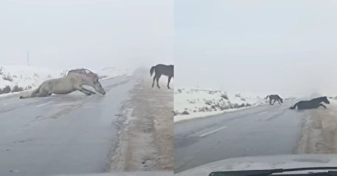 دردسر عجیب و خنده دار سه اسب برای عبور از جاده یخ زده